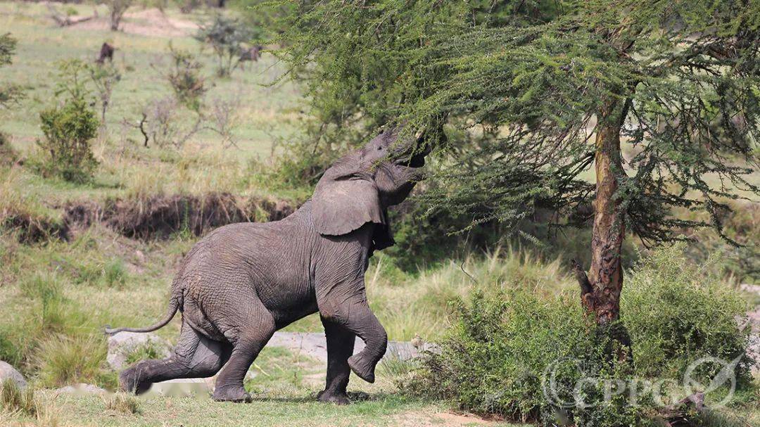 关于刚果客场战平马里，互交白卷的信息